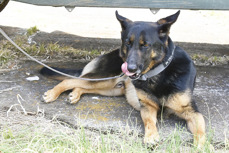 セクション画像