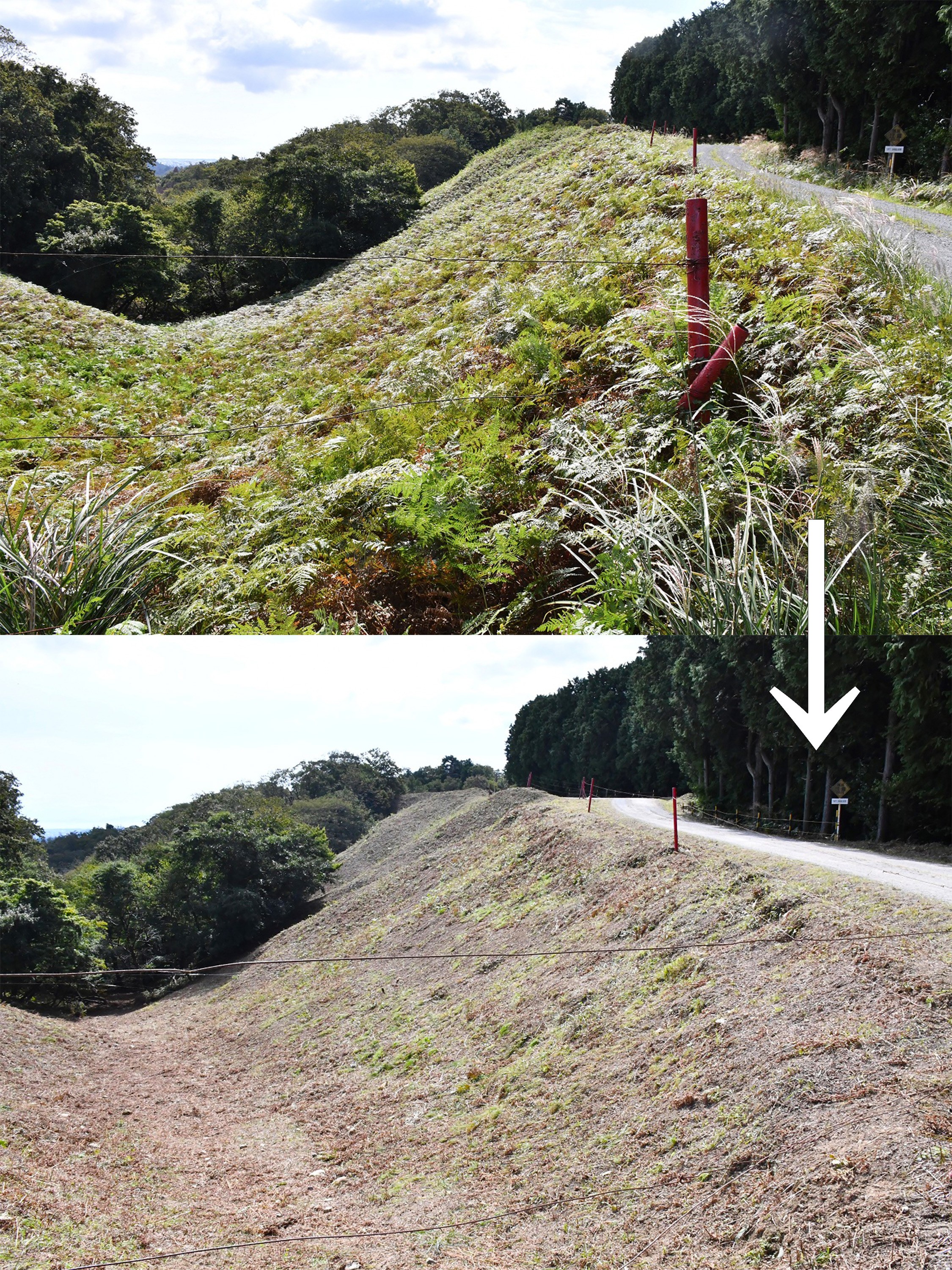 セクション画像