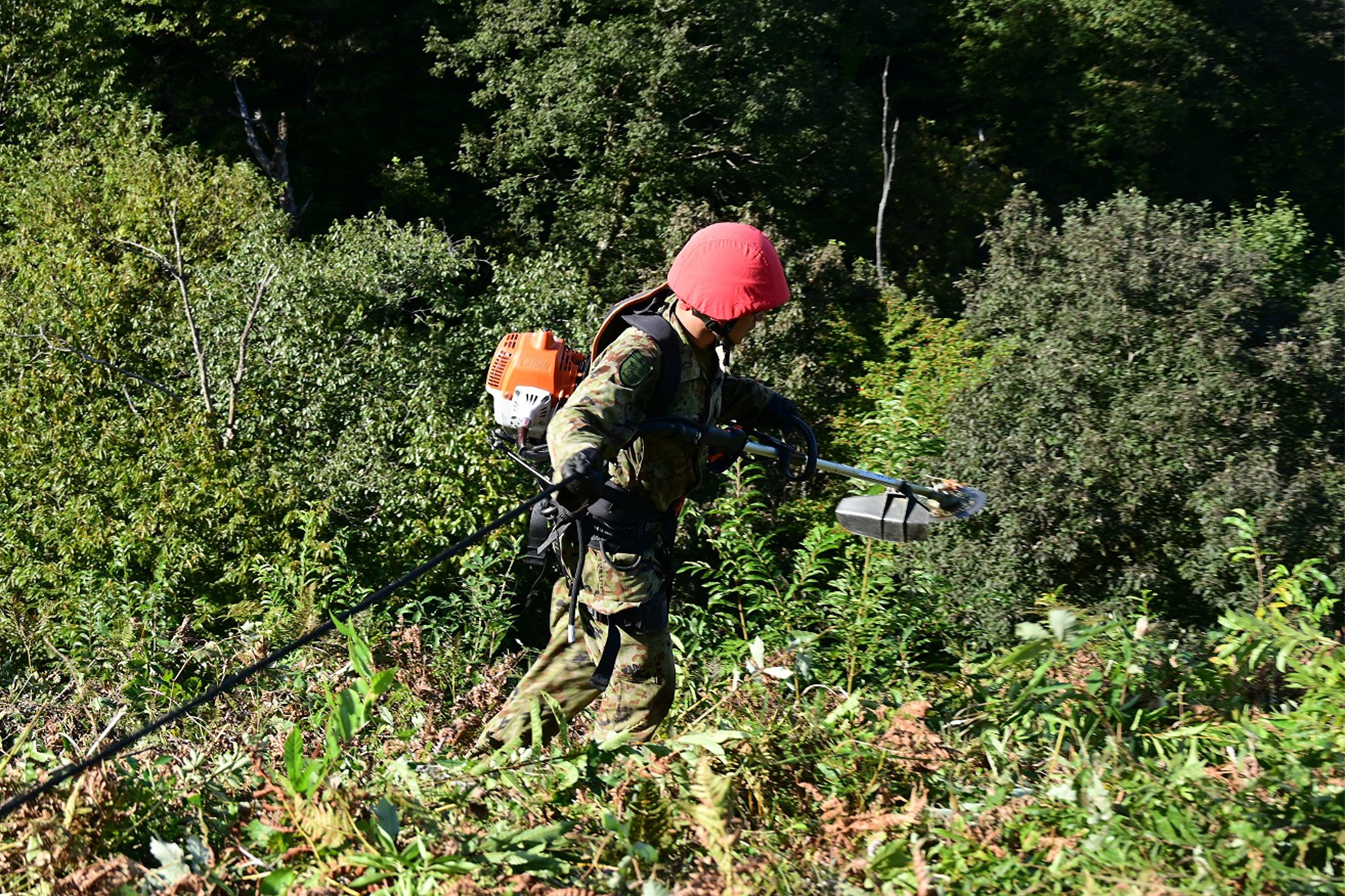 セクション画像