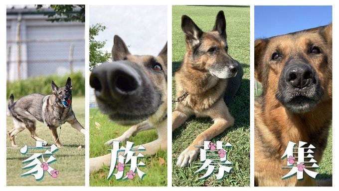 セクション画像