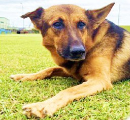 セクション画像