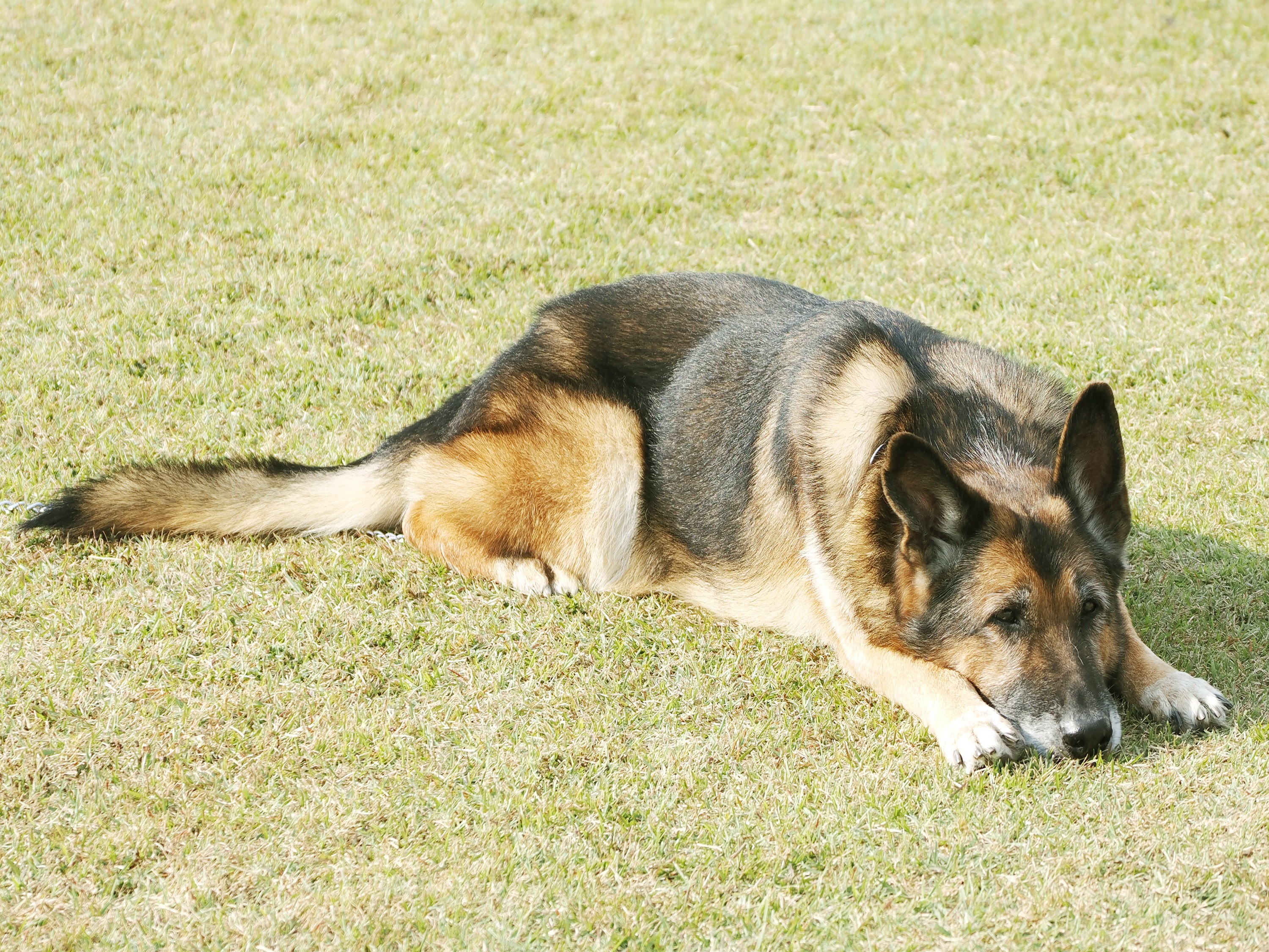 「家族として迎えたい」　任務を終えた警備犬第2の人(犬)生へ｜航空自衛隊