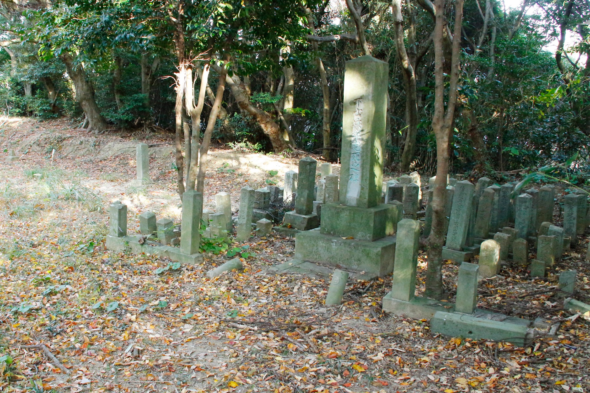 セクション画像